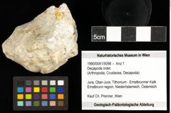 Foto (Objekt + Etiketten) von Decapoda indet. 